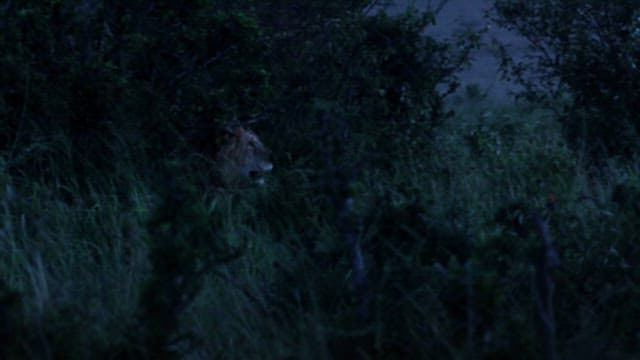 Majestic Lion Roaming in the Grassland in the Twilight