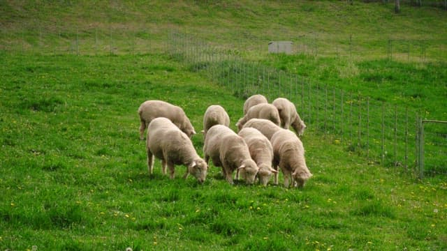 Sheep grazing in a lush green pasture in the afternoon.