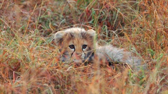 Cheetah Cub Hiding in the Grass