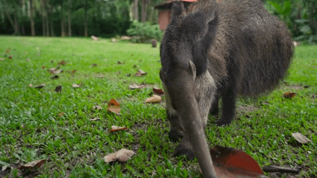풀밭을 탐색하는 개미핥기