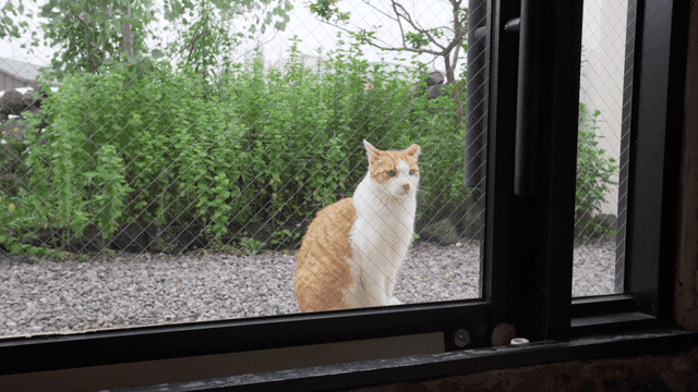Orange cat sitting outside window