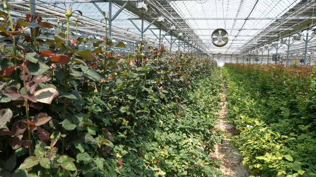 Rows of roses growing in a greenhouse