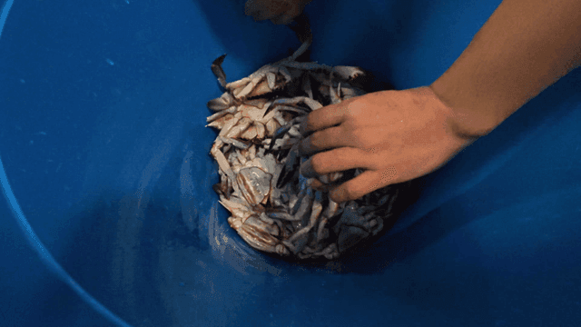 Crabs being collected from blue bucket