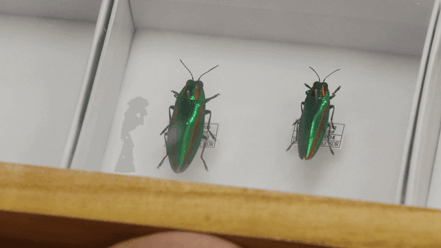 상자에 전시된 초록 딱정벌레 박제 표본