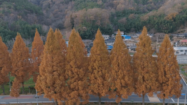 Autumn trees lining a rural road