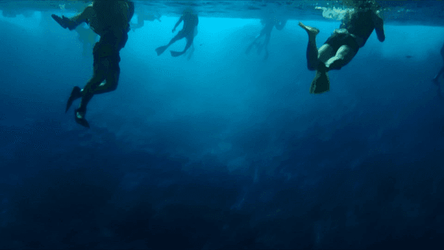 People snorkeling in clear blue ocean