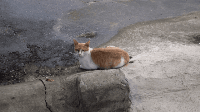 Cat resting on a concrete surface