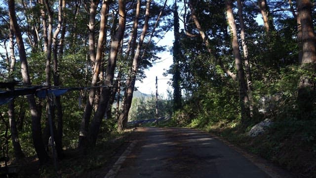 나무 사이로 햇살이 비치는 고요한 숲길