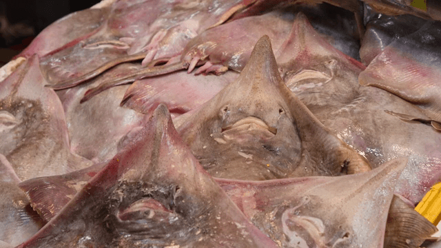 Fresh stingrays displayed at a market
