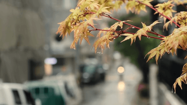 길거리의 가을 잎에 맺힌 빗방울