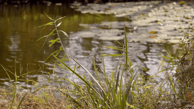 갈대가 있는 고요한 연못