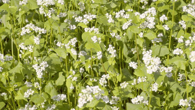 햇빛에 물든 메밀꽃밭 풍경