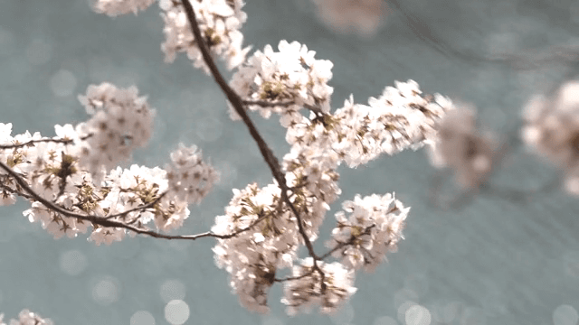 바람에 흔들리는 벚꽃