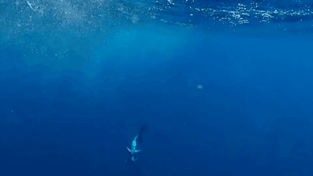 깊은 푸른 바다에서 헤엄치는 새치