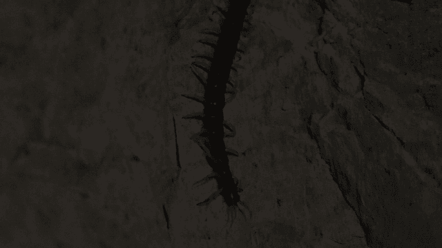 바위 표면을 기어가는 지네