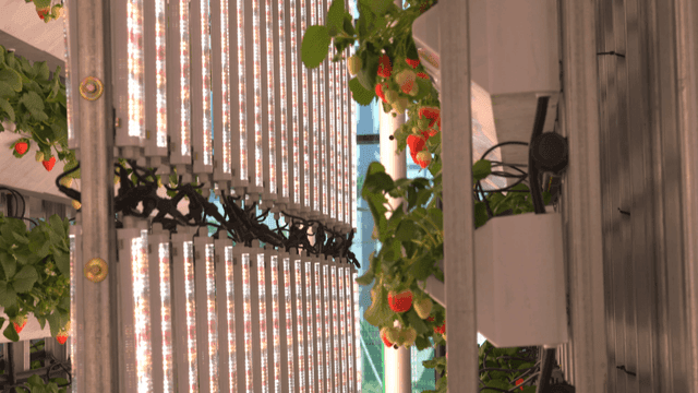 Vertical strawberry farm with LED lights