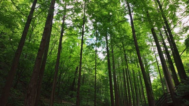 울창한 푸른 숲과 높은 나무들