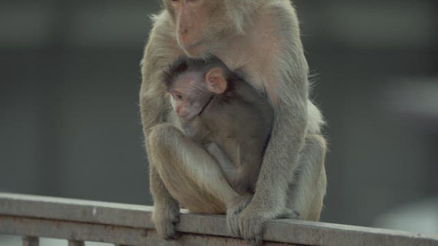 Offspring Monkey Being Held by Its Mother