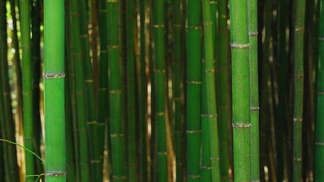 Dense bamboo forest during daylight