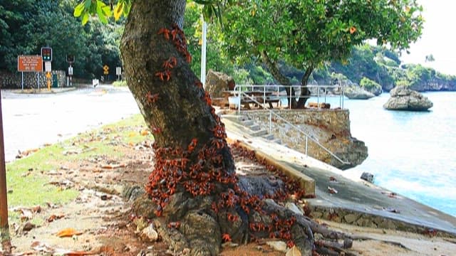 Coastal Scene with Crabs on a Tree