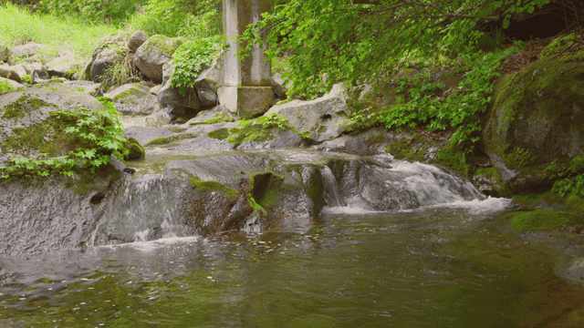 맑은 물이 흐르는 고요한 숲 속 개울