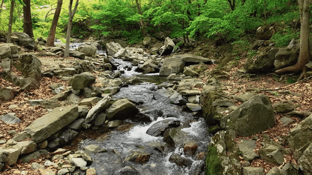 바위가 있는 고요한 숲 속 개울