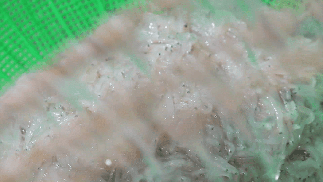 채반에 씻겨 담겨지는 신선한 실치들