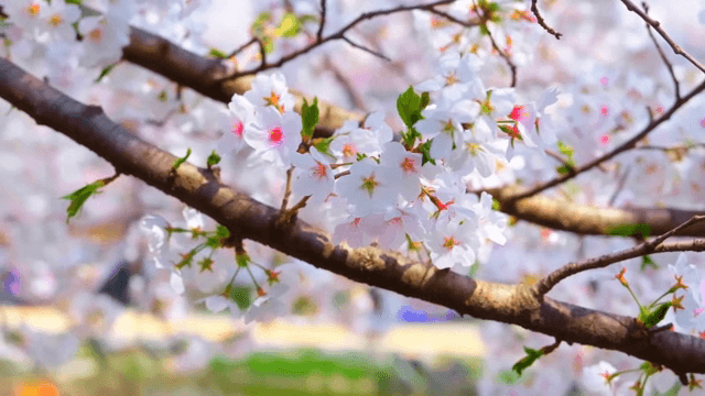 가지에 만개한 벚꽃