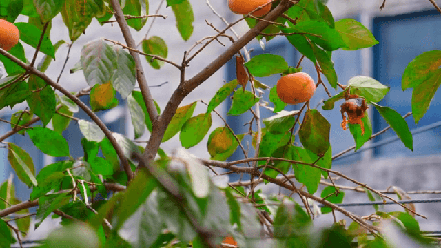 잘 익은 감이 달린 감나무