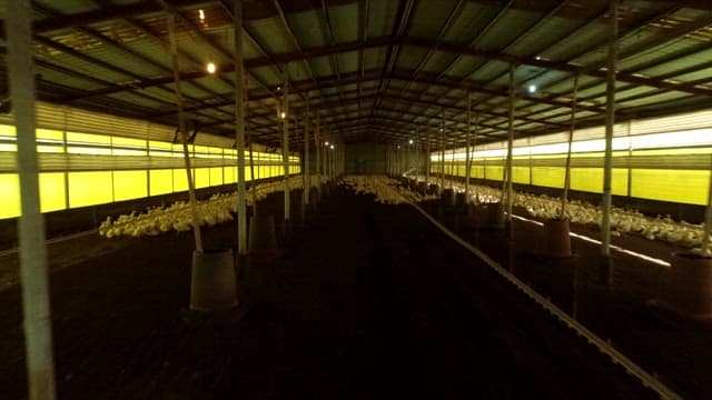 Duck farm in the middle of a vast rice field