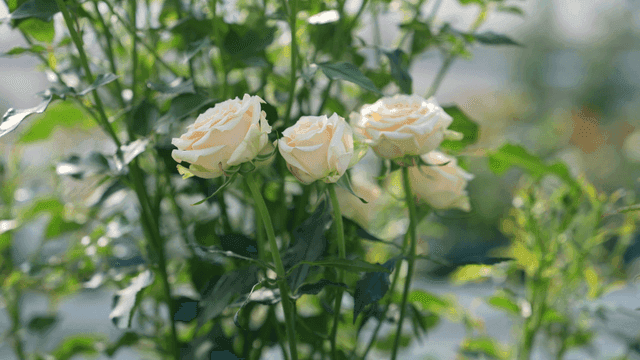 Beautiful white roses in full bloom