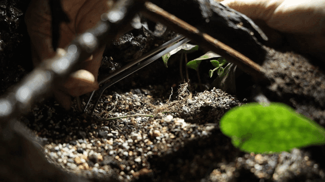 Hands planting plant in soil with tweezers