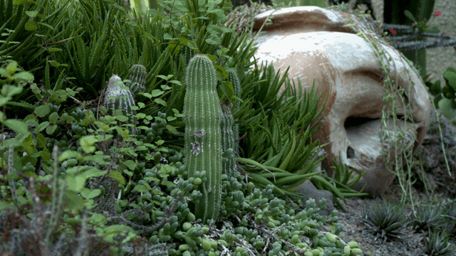 Cacti and succulents in a garden