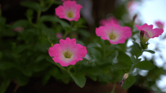 정원에서 피어나는 분홍색 서피니아 꽃들