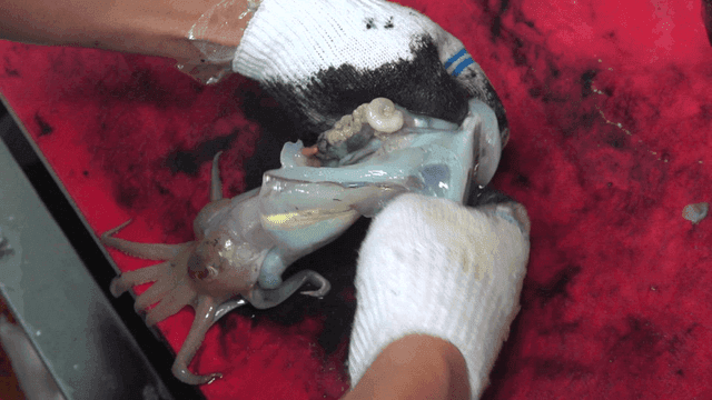 Preparing squid on red cutting board
