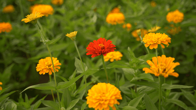 정원에서 피어나는 다채로운 꽃들