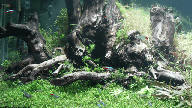 Aquarium with vibrant fish and plants