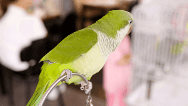 앵무새 카페 안 날아오르는 녹색 앵무새