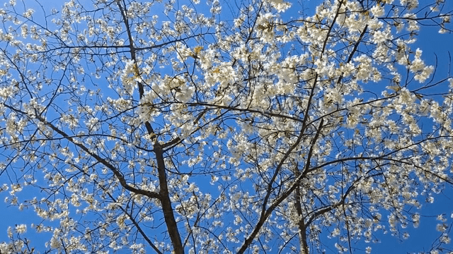 맑은 하늘 아래 만개한 벚꽃