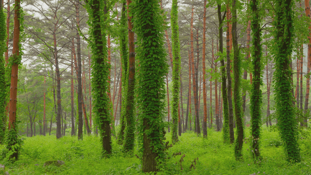 푸른 숲과 높은 나무들