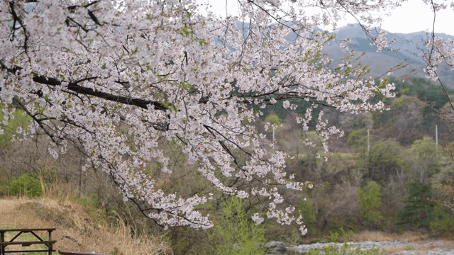 Cherry blossoms in full bloom in spring