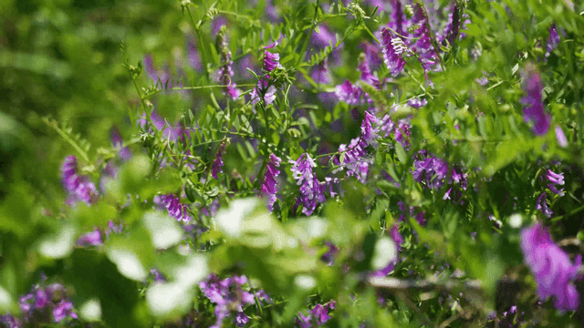 Vibrant purple flowers in lush greenery