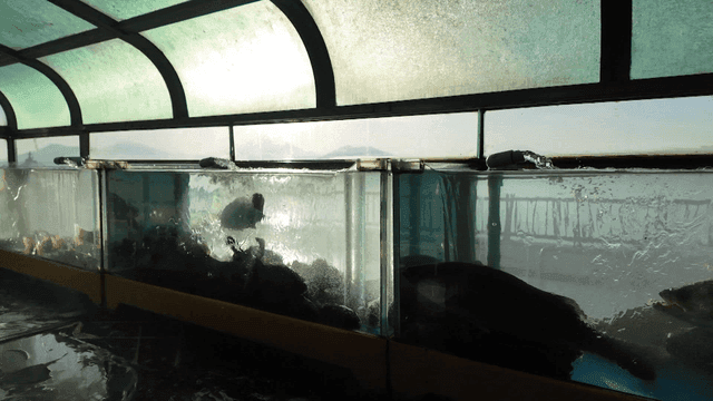 Variety of fish swimming in large tank