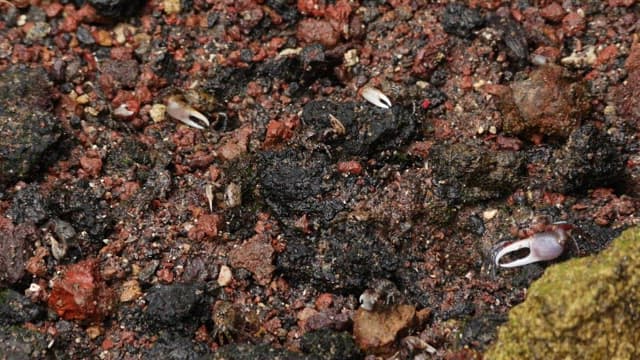 Crabs in Camouflage in the Natural Environment