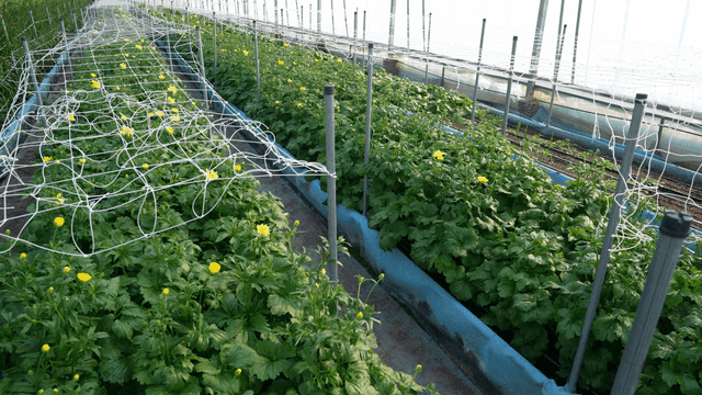 Greenhouse with yellow-flowered plants