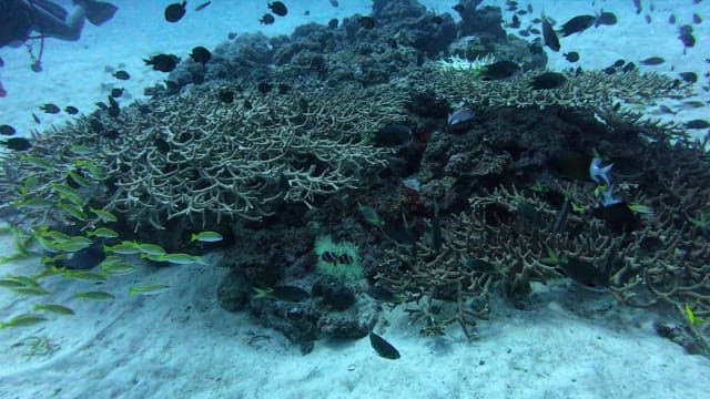 Clownfish swimming among sea anemones