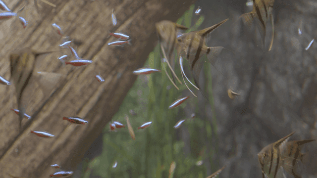 Colorful fish swimming in aquarium