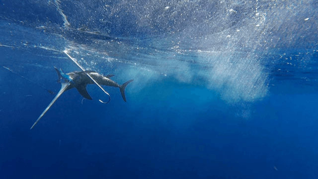 낚시대에 걸린 새치