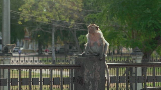 Monkeys Walking on the Fence in the Park