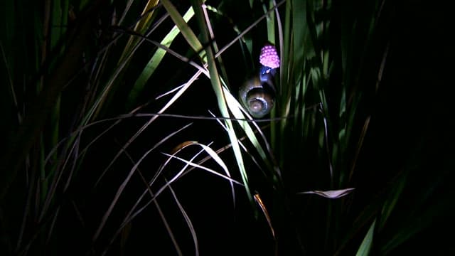 Freshwater snail laying eggs on green leaves at night